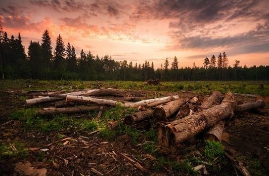 Обезлесение - одна из главных экологических проблем